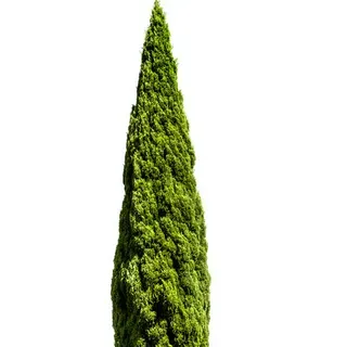 thumbnail for publication: Cupressus sempervirens 'Glauca': 'Glauca' Italian Cypress